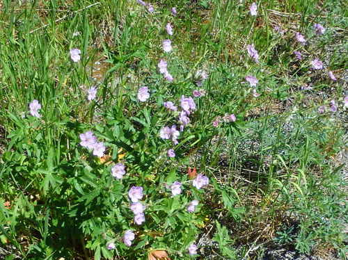 GDMBR: Geraniums.